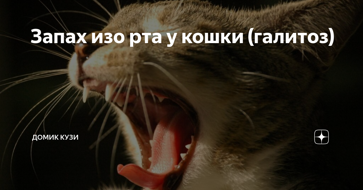 Почему у кошки пахнет изо рта. У кота неприятный запах изо рта причины.
