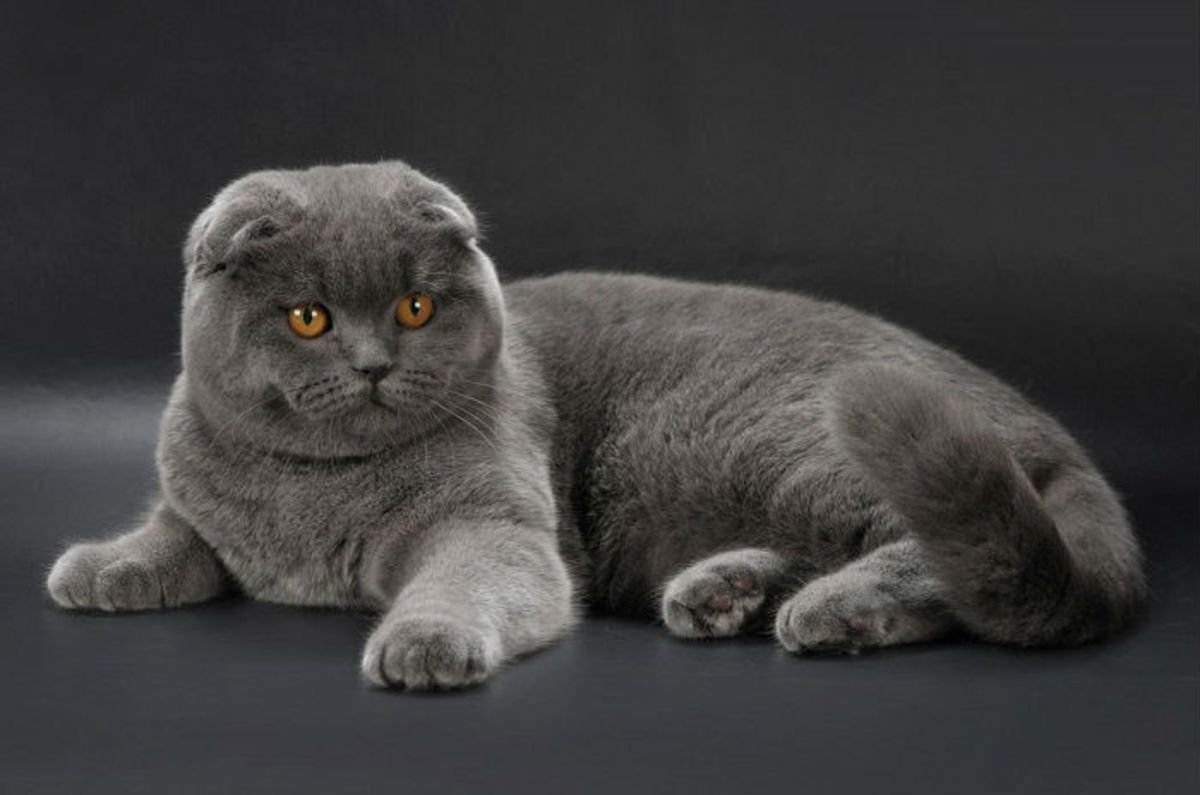 Отличие британских кошек от шотландских: фото с пояснениями
