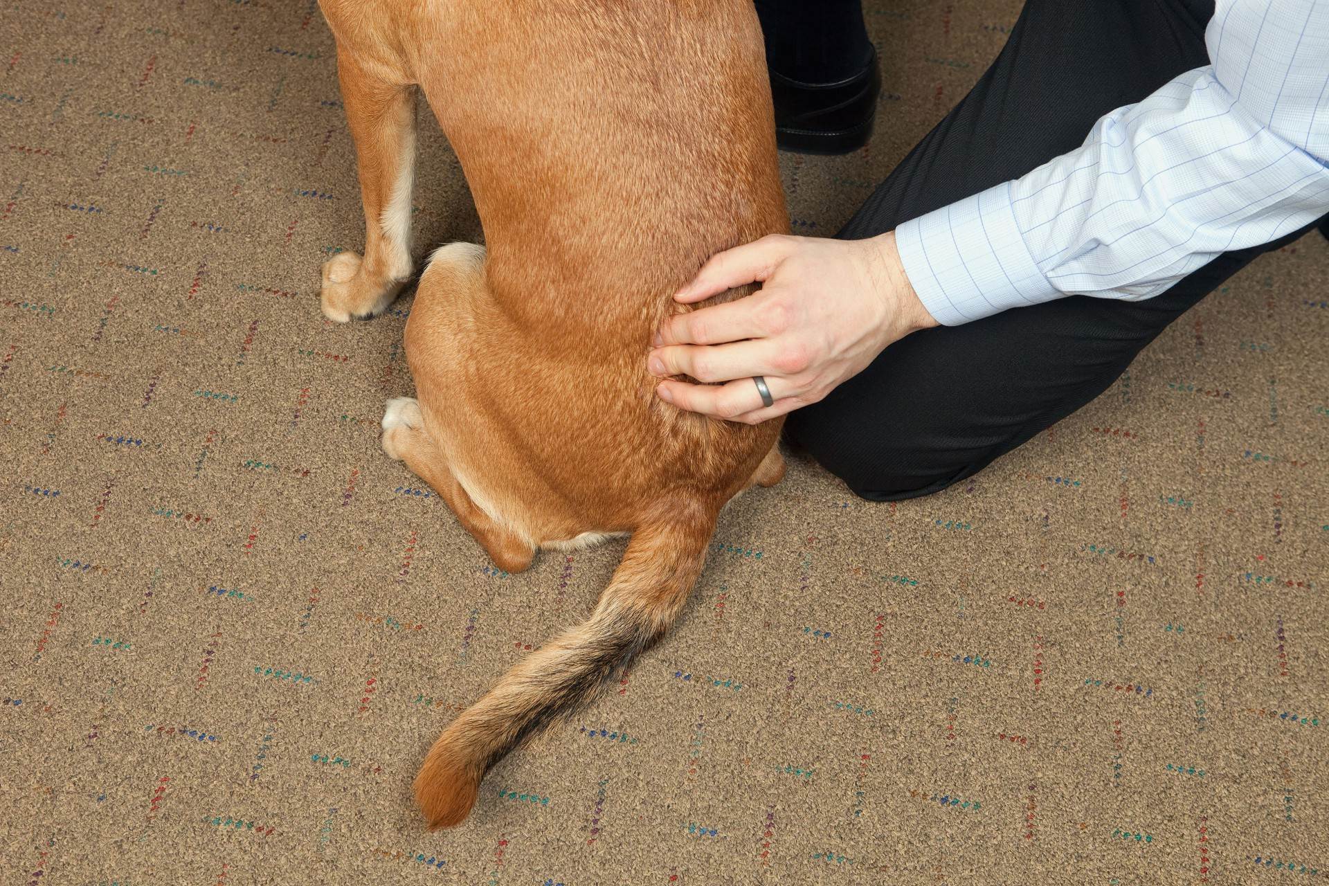 Воспаление суставов у собак: причины, лечение, профилактика | ваши питомцы
