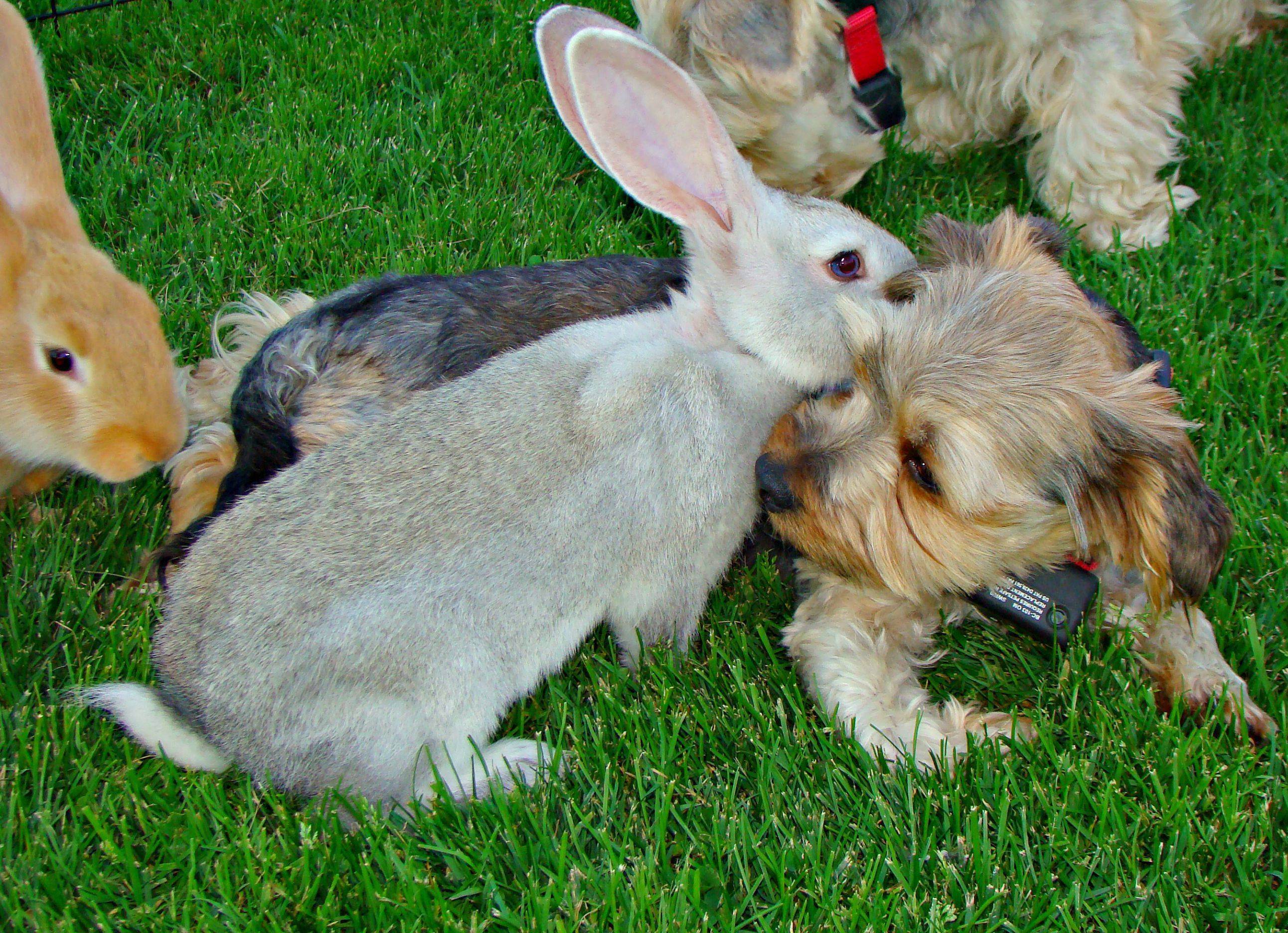 Имена для карликовых кроликов: как назвать любимца?