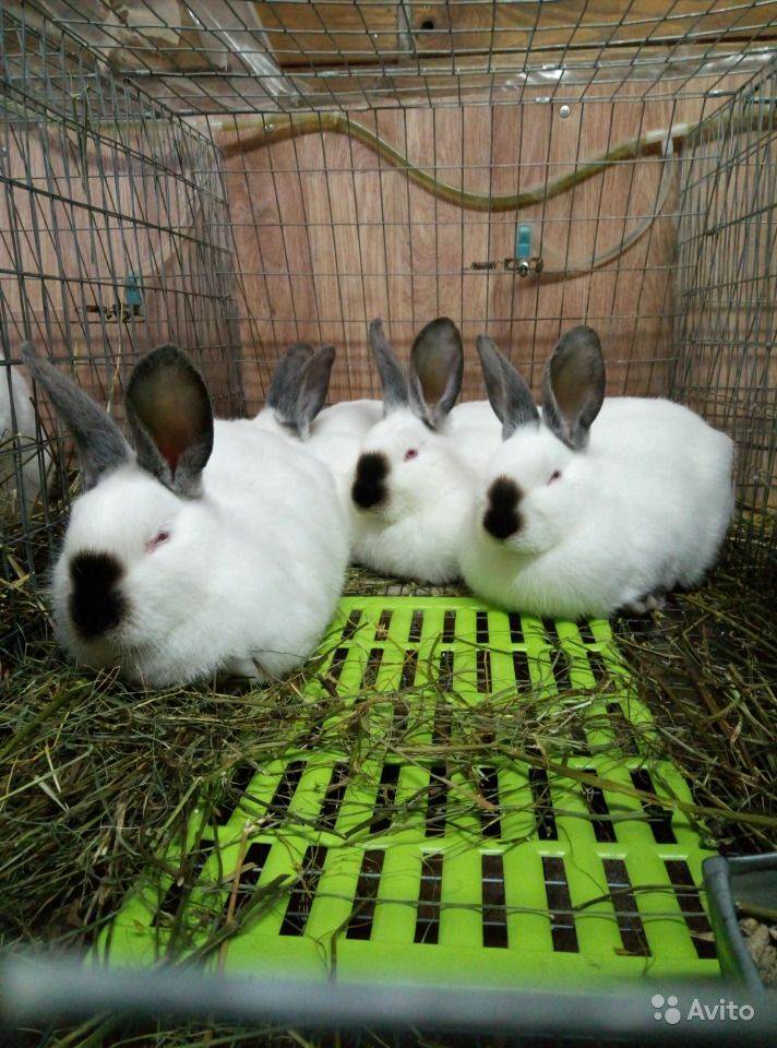 Все о породе калифорнийские кролики: разведение и содержание, отзывы