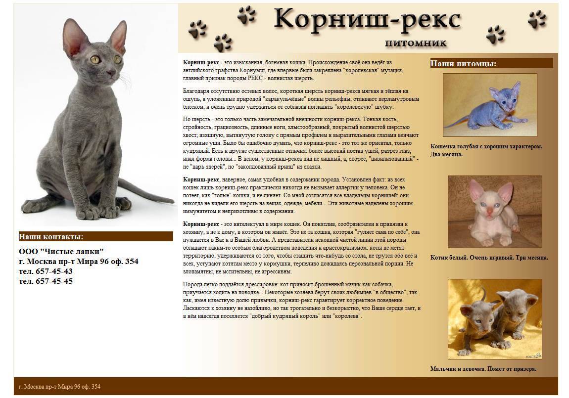 Кошка уральский рекс: описание породы, фото, характер