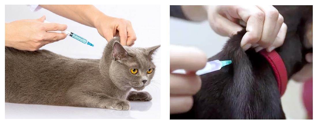 Способ применения уколов глобфел-4 для кошки: как колоть по инструкции