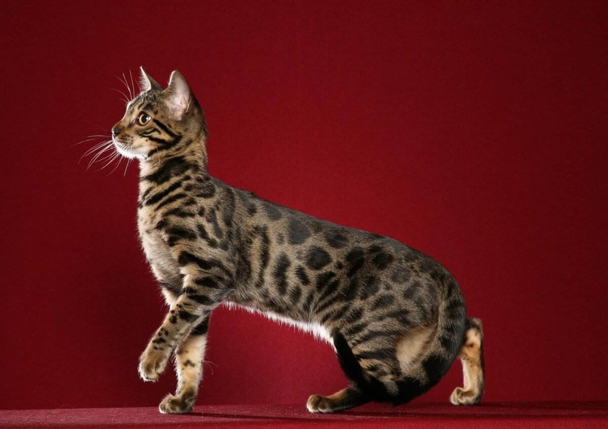 Азиатская табби: описание короткошерстной породы кошек с фото, особенности содержания