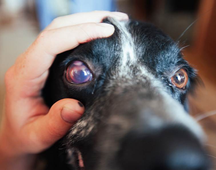 Кератит у собак: его лечение, сколько длится восстановление глаза, помутнение роговицы при пигментозной и гнойной болезни, капли и другие препараты