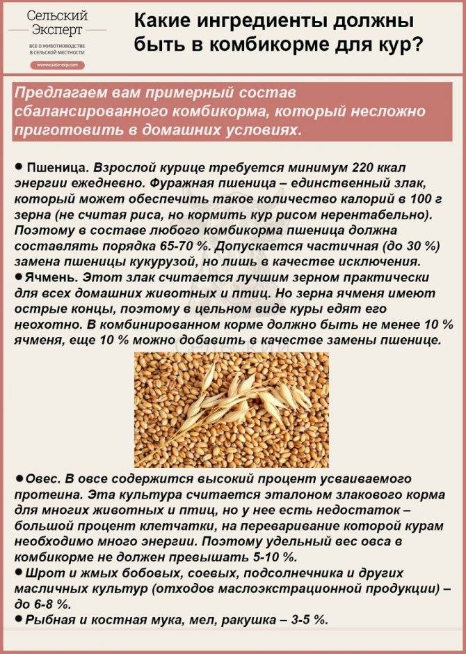 ᐉ каким зерном лучше кормить кроликов? - zooon.ru