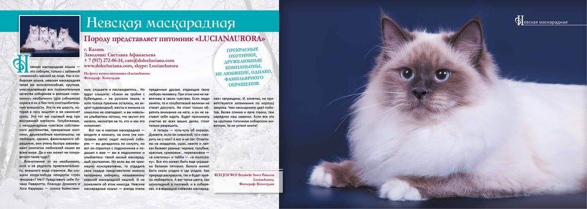 Характер невской маскарадной породы кошек, отзывы владельцев, отношения с детьми и собаками | кошки - кто они?