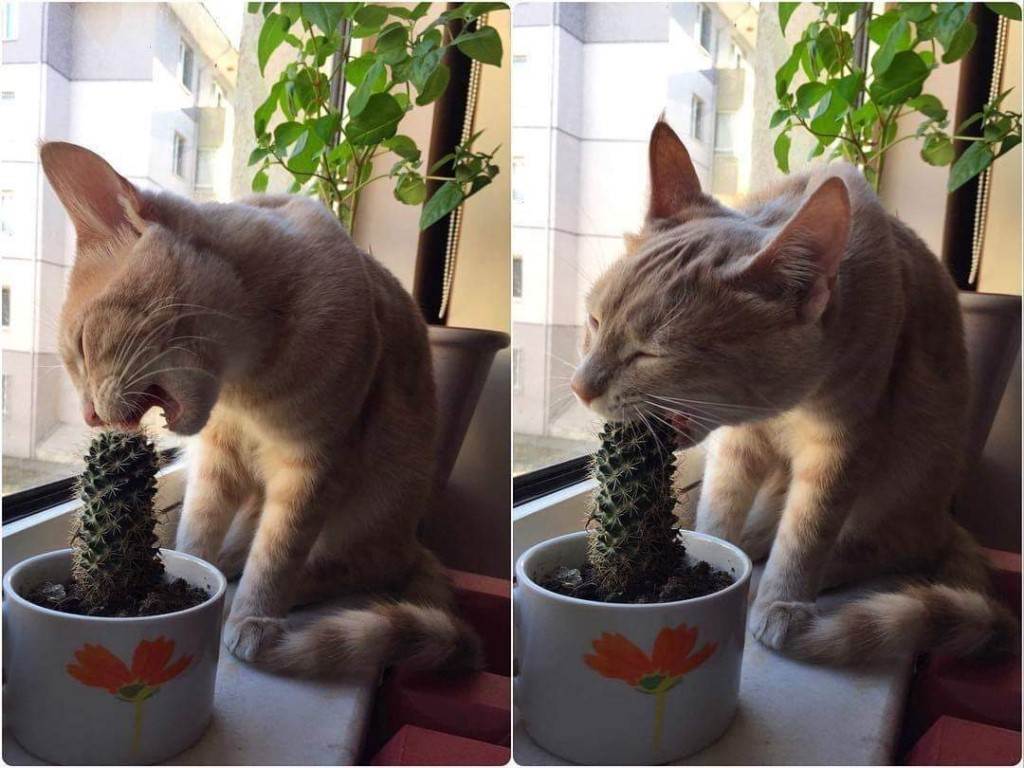 Как отучить кошку лазить в цветочные горшки