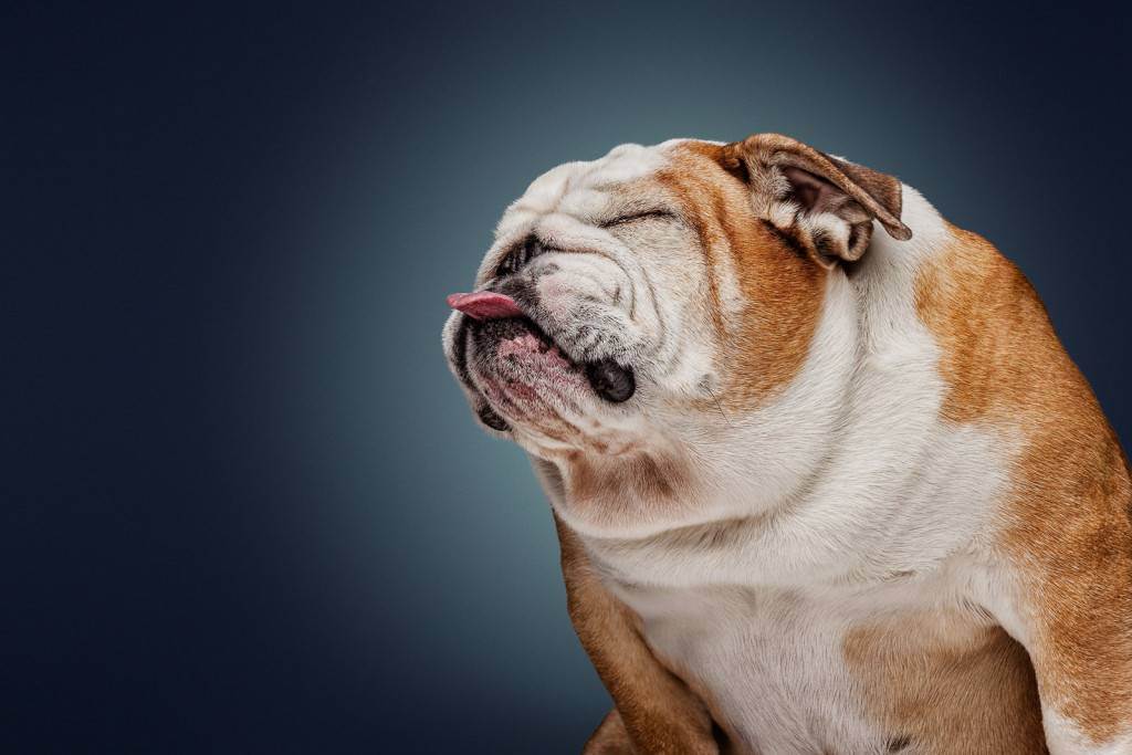 Топ 50+ самых умных собак в мире (с фото): рейтинг по интеллекту