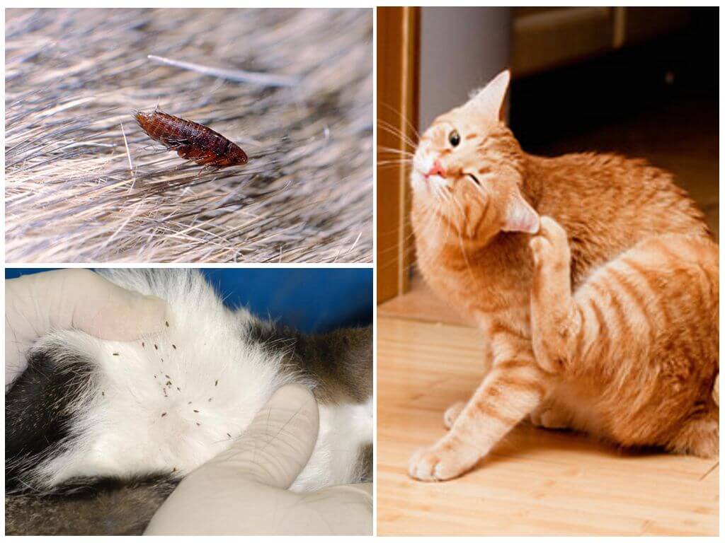 Власоеды у кошек: симптомы и лечение, как выглядят, средства для домашнего лечения