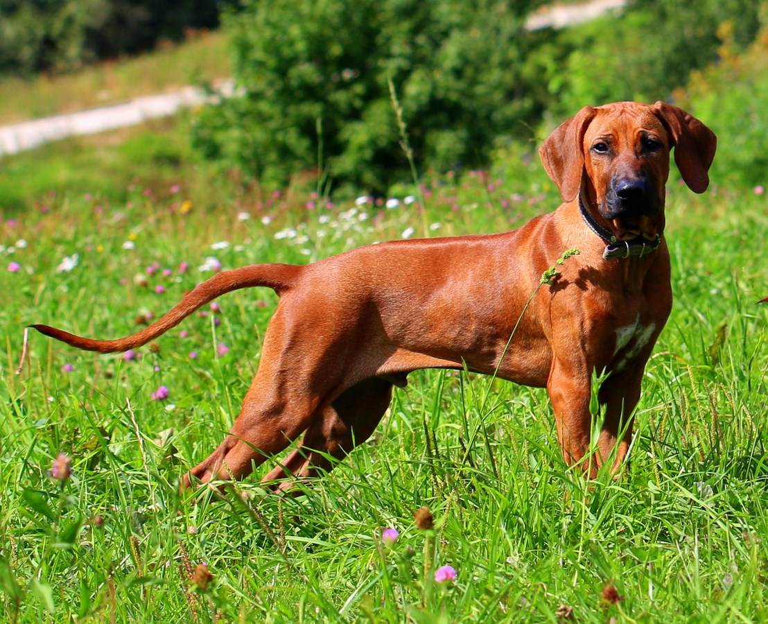 Родезийский риджбек (фото): описание и характеристика породы, цена щенков, плюсы и минусы собаки