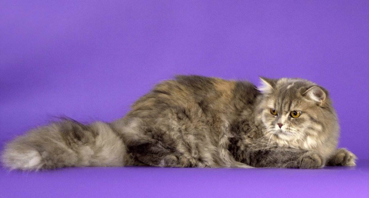 Порода кошек британец – в чем секрет мировой популярности? внешность, характер, вопросы содержания, здоровья и отзывы владельцев