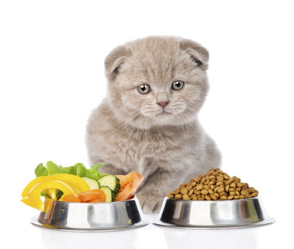 Натуральное питание кошек: нормы, рецепты, отзывы | муркотики