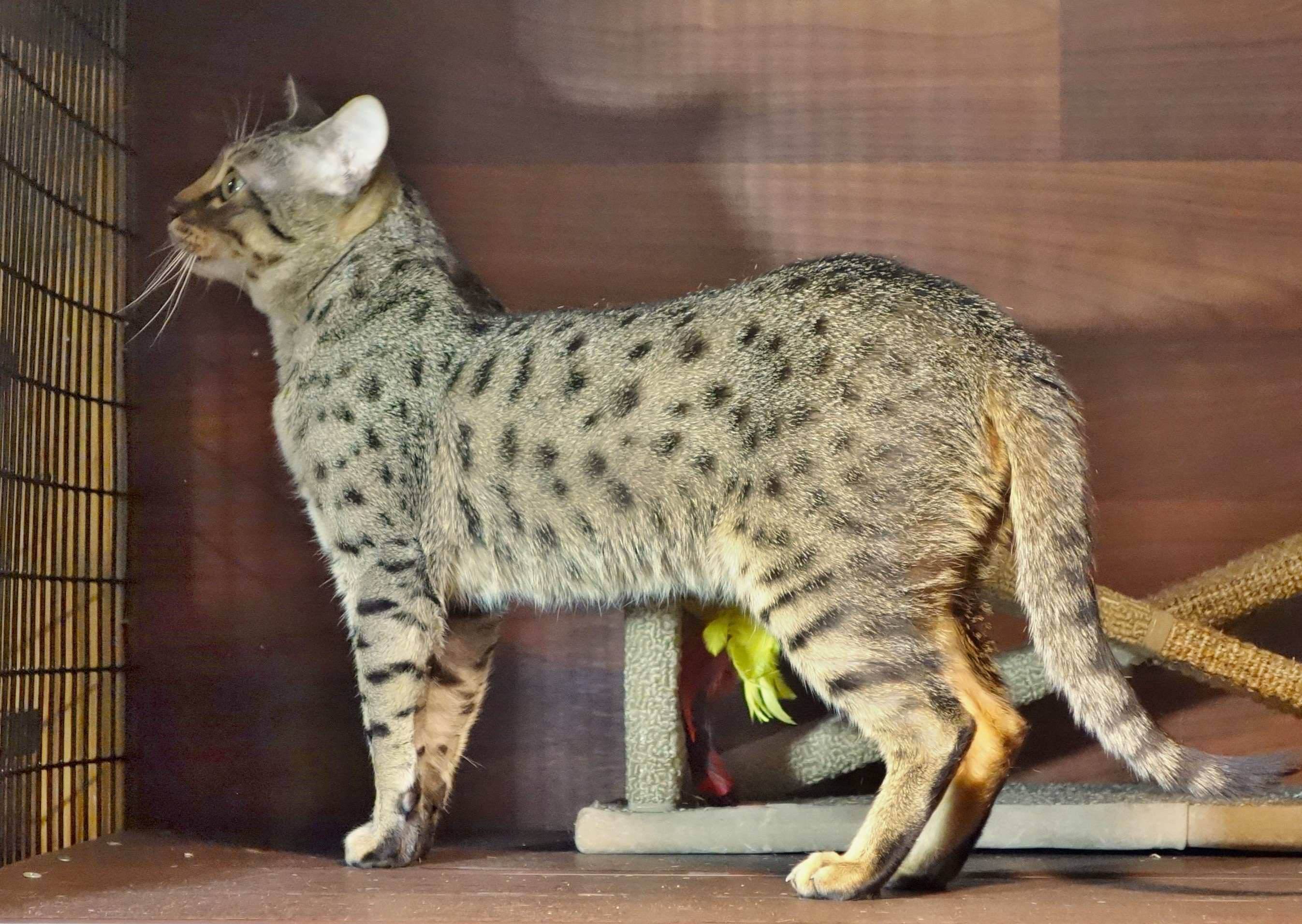 Саванна кошка: описание породы, характер, особенности ухода