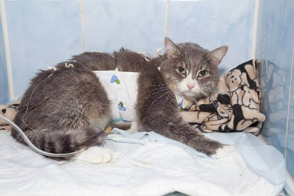 Пиометра у кошки: 120 фото лечения новообразований и рекомендации по операционному вмешательству
