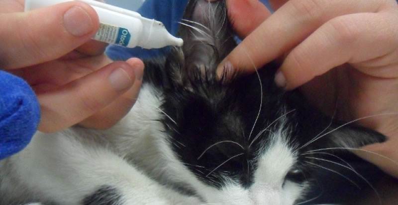 Отодектоз у кошек: что это такое, симптомы, лечение в домашних условиях, капли, препараты