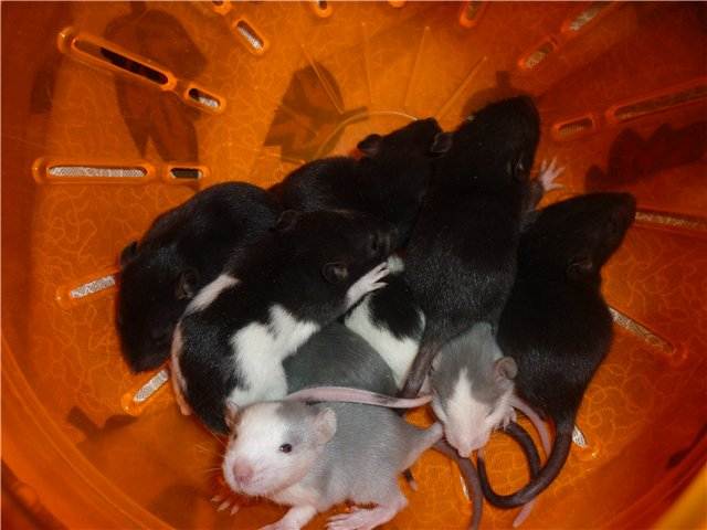 Крыса дамбо: уход и содержание в домашних условиях, чем кормить, сколько живут, чем отличается от обычной, плюсы и минусы, характер