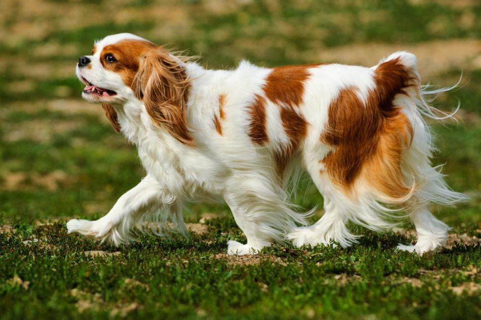 Кинг-чарльз-спаниель: фото собак, история происхождения, характеристика породы, правила ухода, выбор щенка и отзывы владельцев
