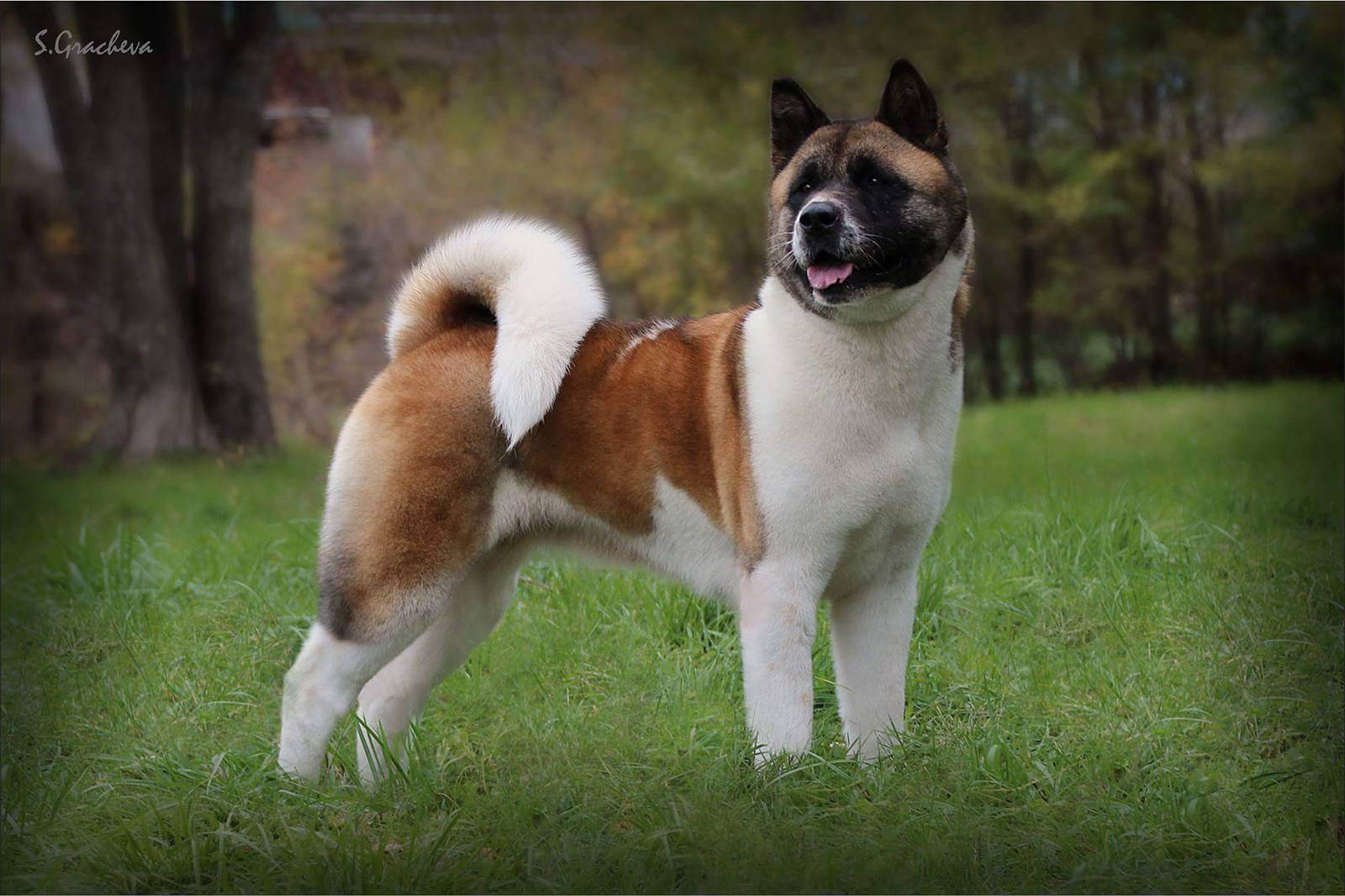 Американская акита или большая японская собака, характер, болезни, уход, фото