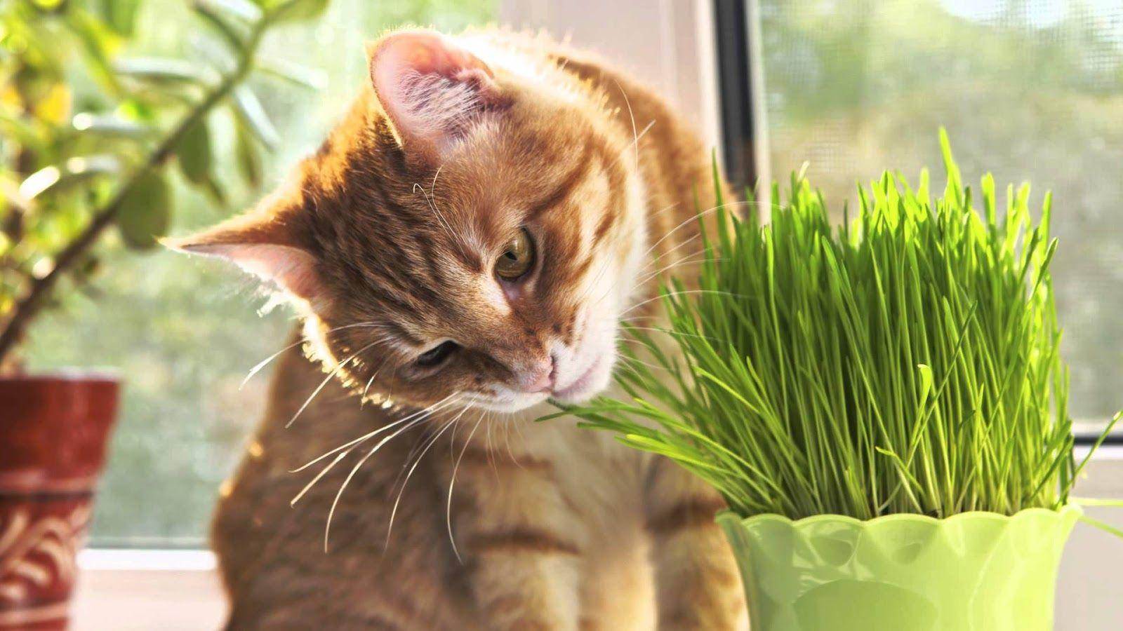 Почему кошки едят траву | hill's pet