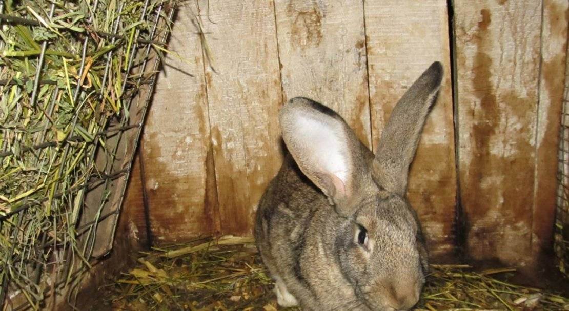 ᐉ порода кроликов белый великан: описание, разведение и содержание в домашних условиях - zooon.ru