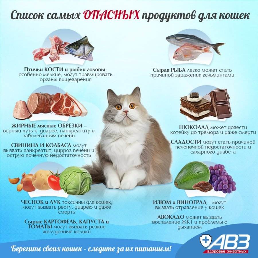 Рецепты натурального домашнего корма для кошек