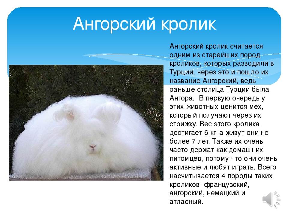 Ангорский карликовый кролик: фото, видео, содержание, особенности, отзывы владельцев | сайт о домашних животных