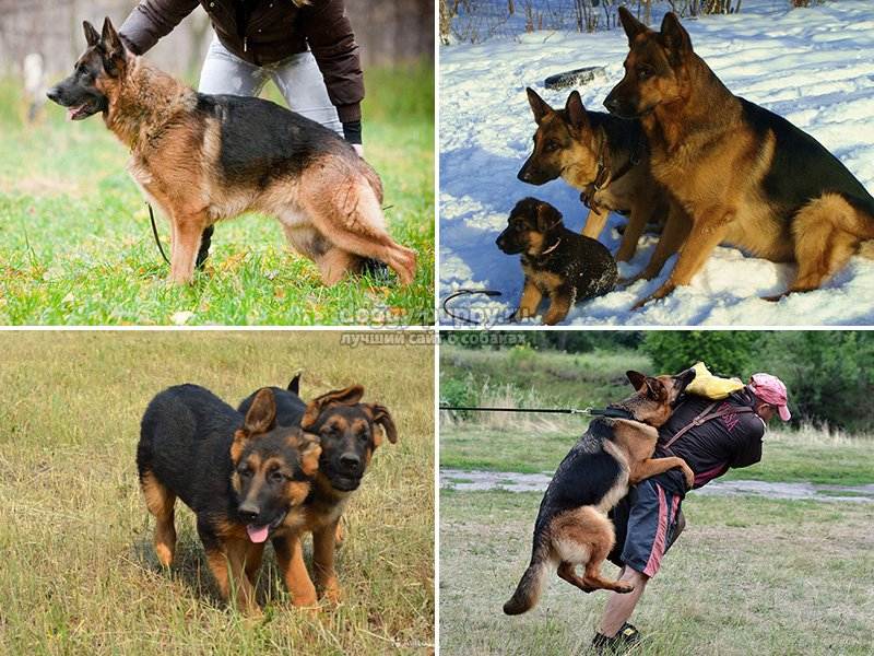 Как правильно дрессировать немецкую овчарку – щенка и взрослую собаку