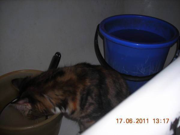 Почему кот или кошка отказывается пить воду и что в этом случае делать, как научить котенка лакать из миски?