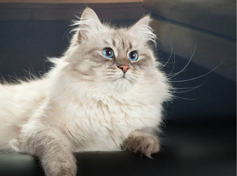 Невская маскарадная кошка: описание породы