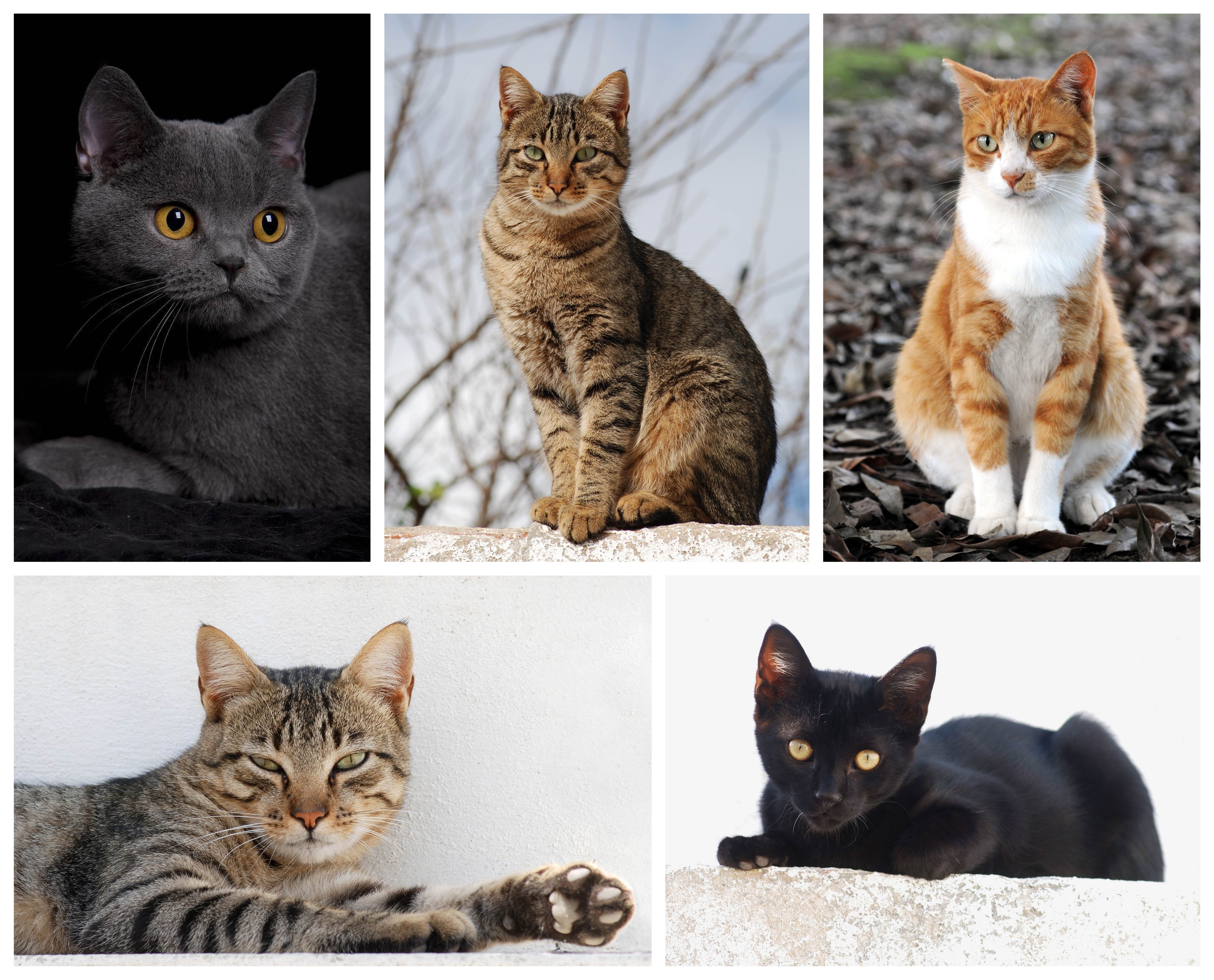 Лучшие породы кошек: как выбрать породу будущего питомца под свой характер и тип жилья