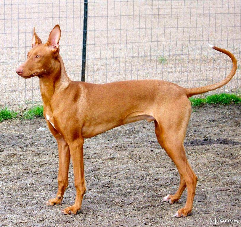 Чирнеко дель этна: описание породы собак с фото и видео