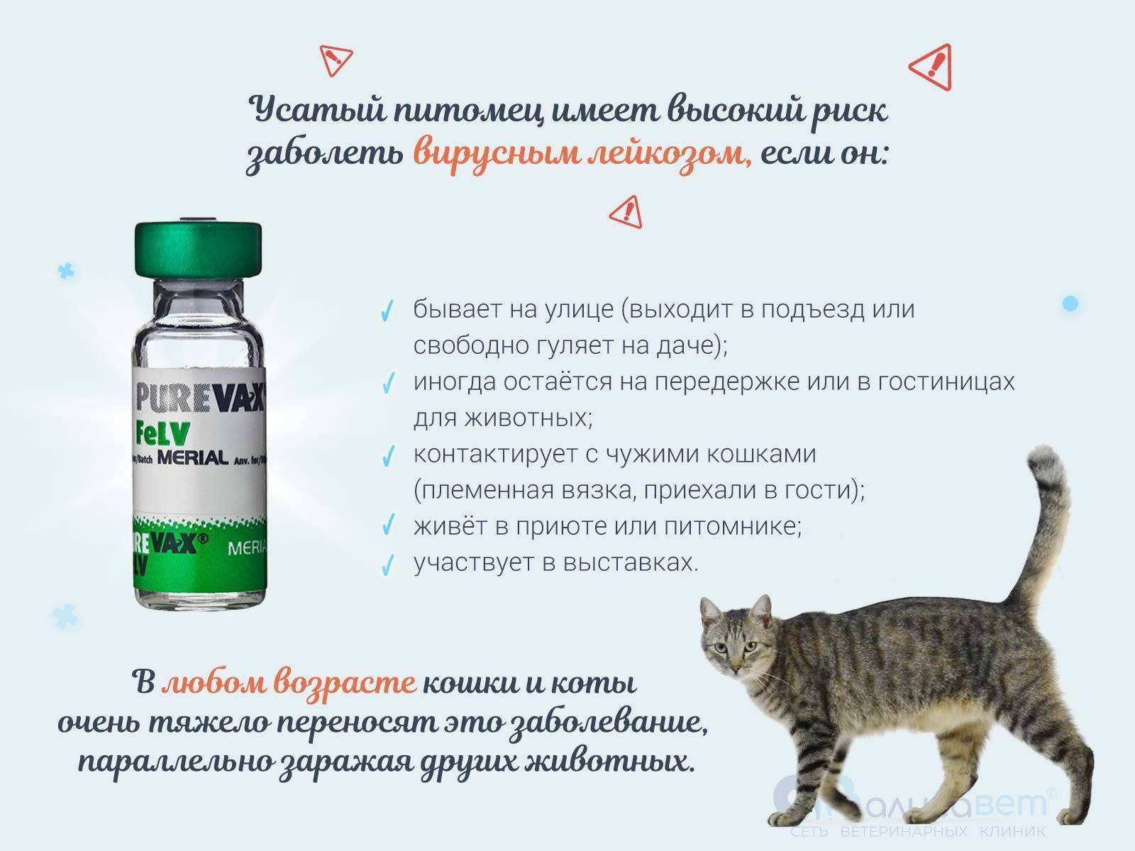 Лейкоз у кошек основные симптомы, что делать при обнаружении, прогноз и диагноз заболевания 130 фото – 1st-finstep.ru