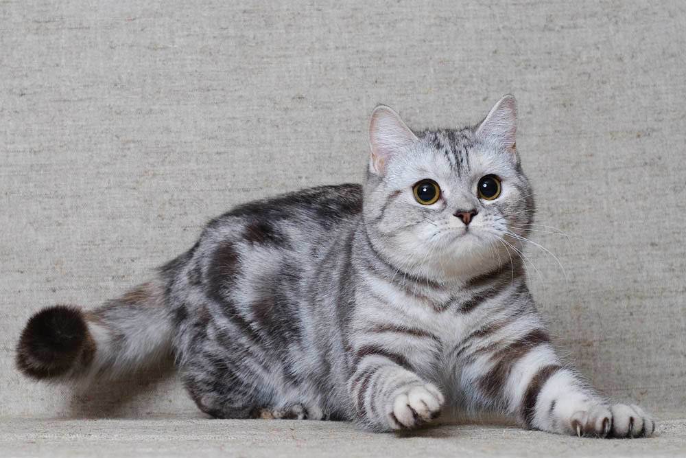 Порода кошек шотландская прямоухая: 30 фото