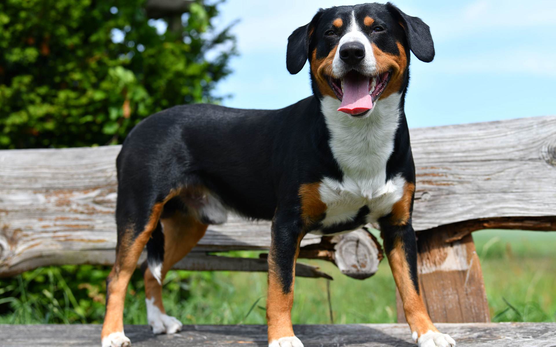 Аппенцеллер зенненхунд (аппенцельская горная собака) - фото, характер, описание породы