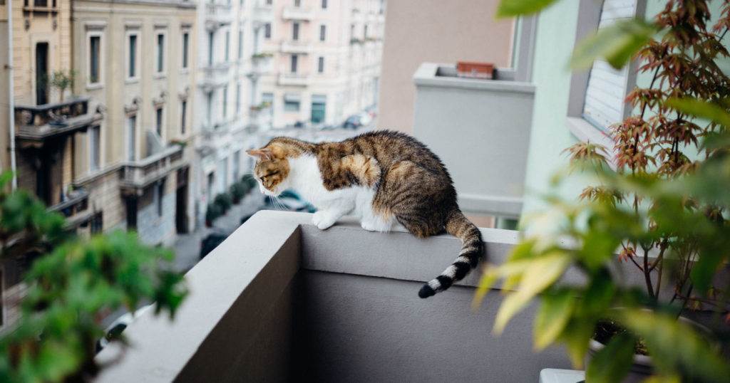 Кошка упала с 6 этажа: что делать, последствия