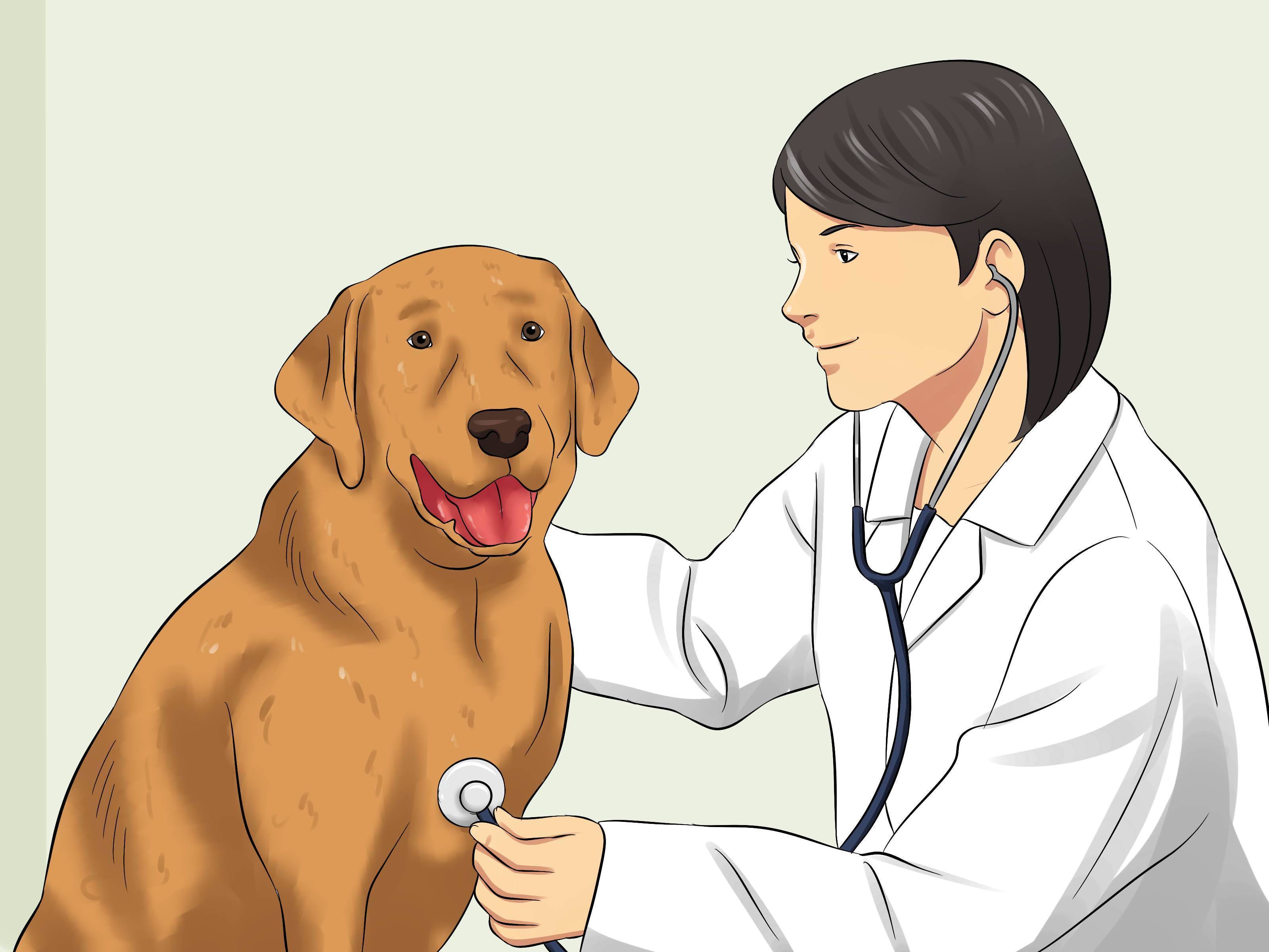 Бешенство у собаки: как определить первые признаки опасного заболевания
