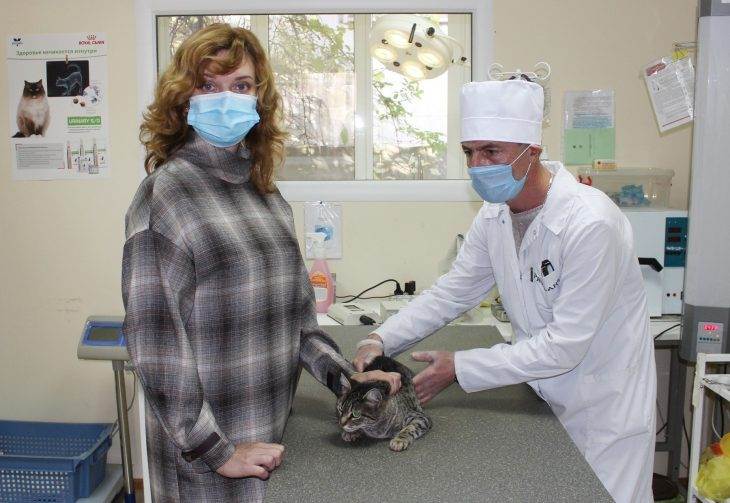 Лапароскопическая ( эндоскопическая) стерилизация собак, без швов по цене обычной стерилизации.