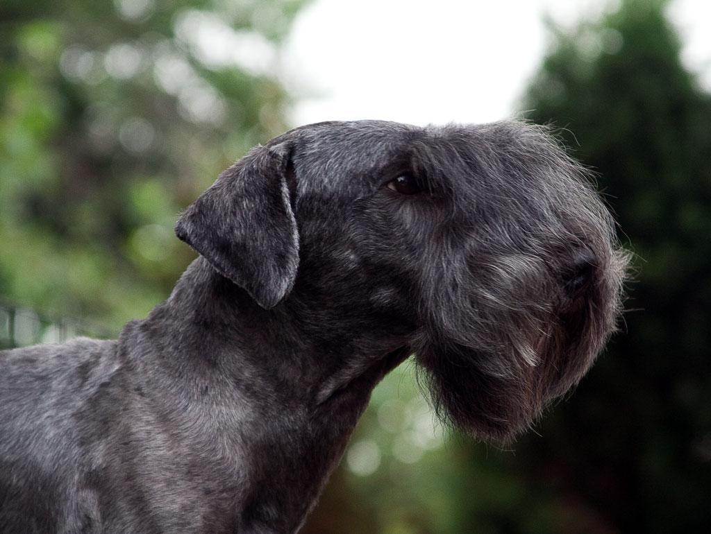 Чешский терьер: характеристики породы собаки, фото, характер, правила ухода и содержания