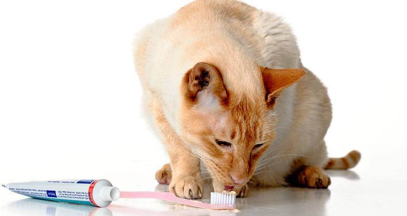 Как чистить зубы коту [полное руководство о щетках, пастах, игрушках]