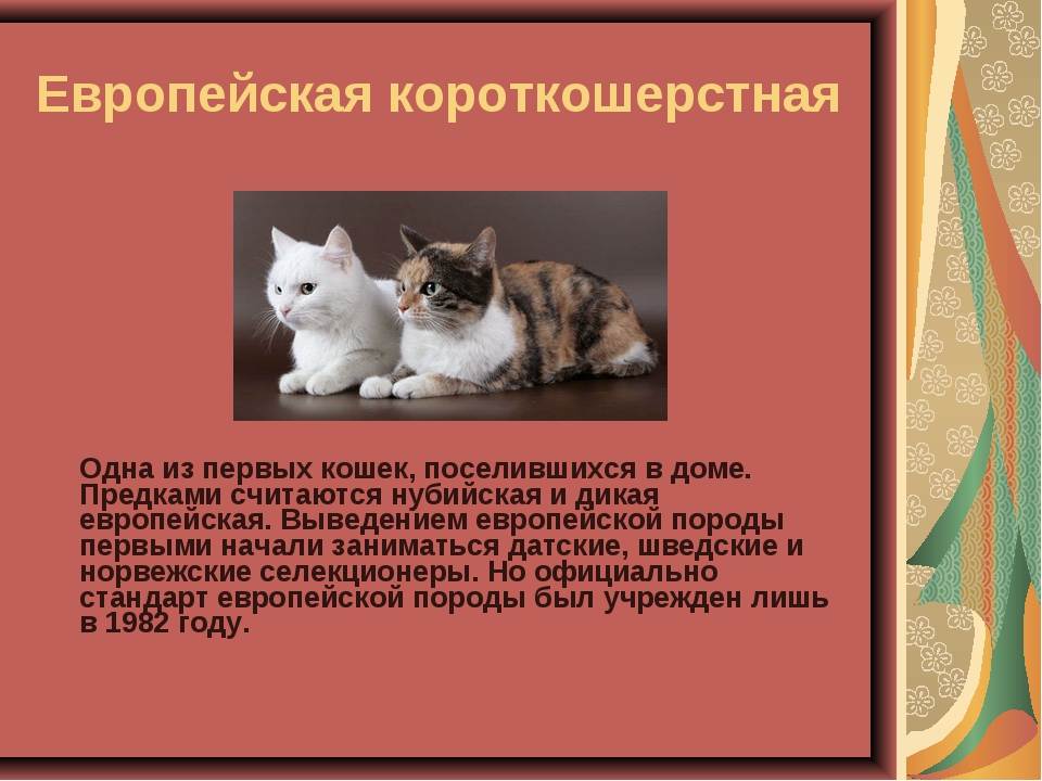 Невская маскарадная кошка описание породы и характера