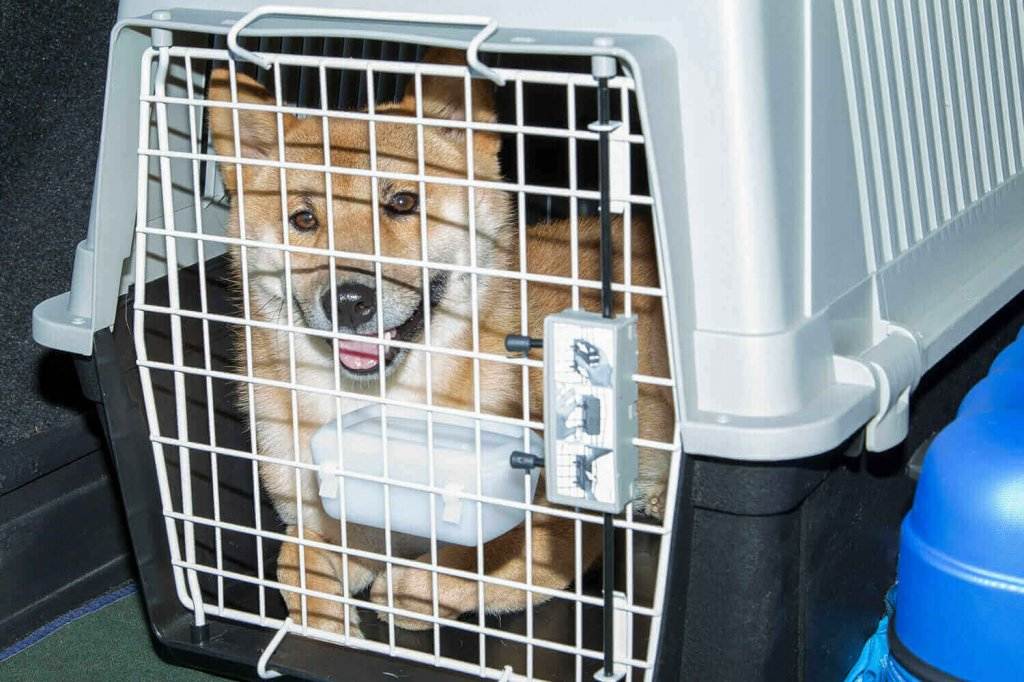 Делимся опытом: перевозка собаки в самолете, это большая проблема