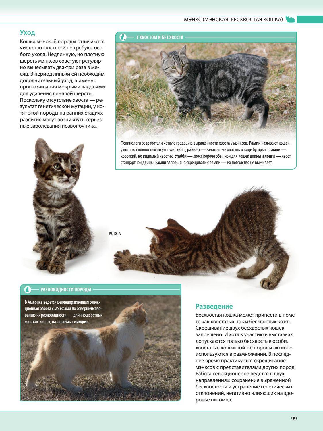 Норвежская лесная кошка - характер, уход, питание и болезни породы