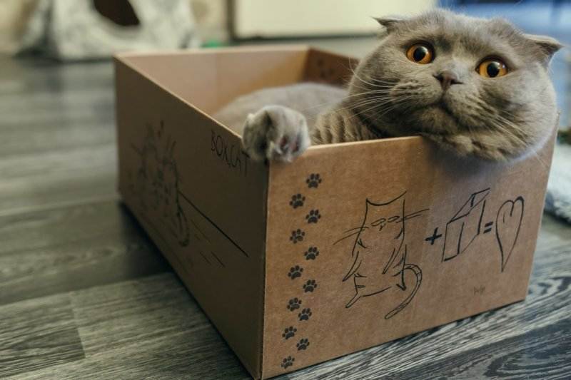 Почему кошки любят коробки и пакеты