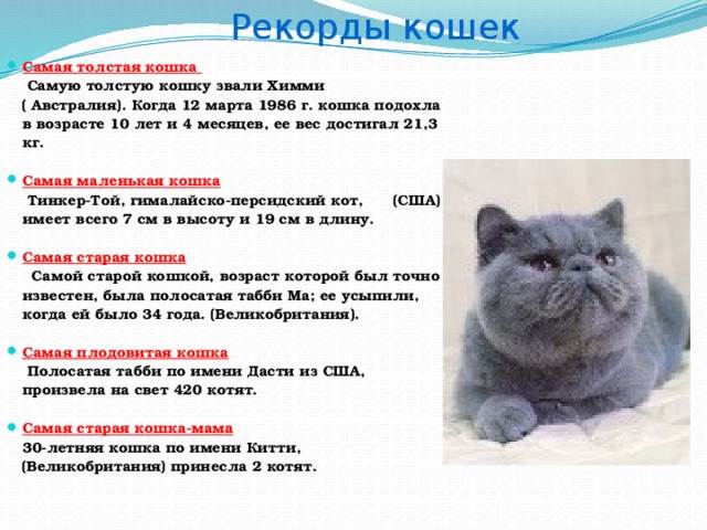 Как определить возраст кошки по зубам, весу, шерсти, глазам