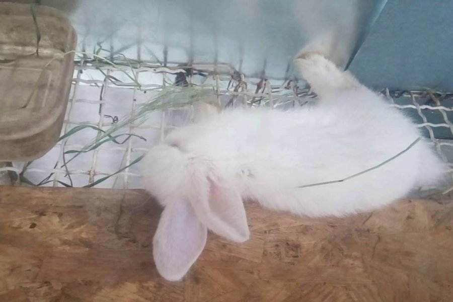 Кролики умирают без видимых причин: как лечить болезни кроликов