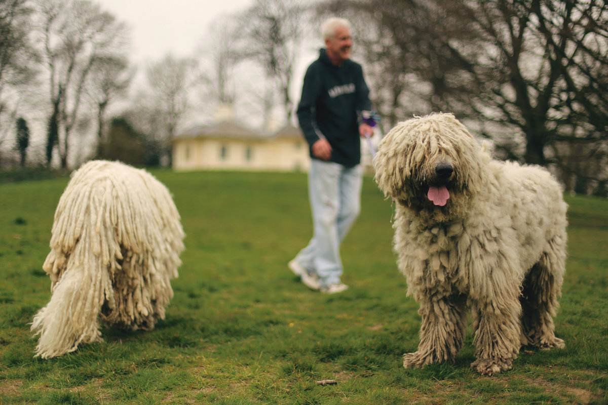 Описание породы собак комондор (венгерская овчарка) с отзывами владельцев и фото