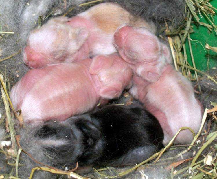 Как рожают кролики и сколько крольчат приносит крольчиха?