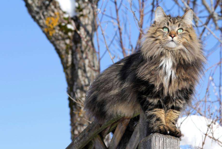 Норвежская лесная кошка (скогкэт, веги)