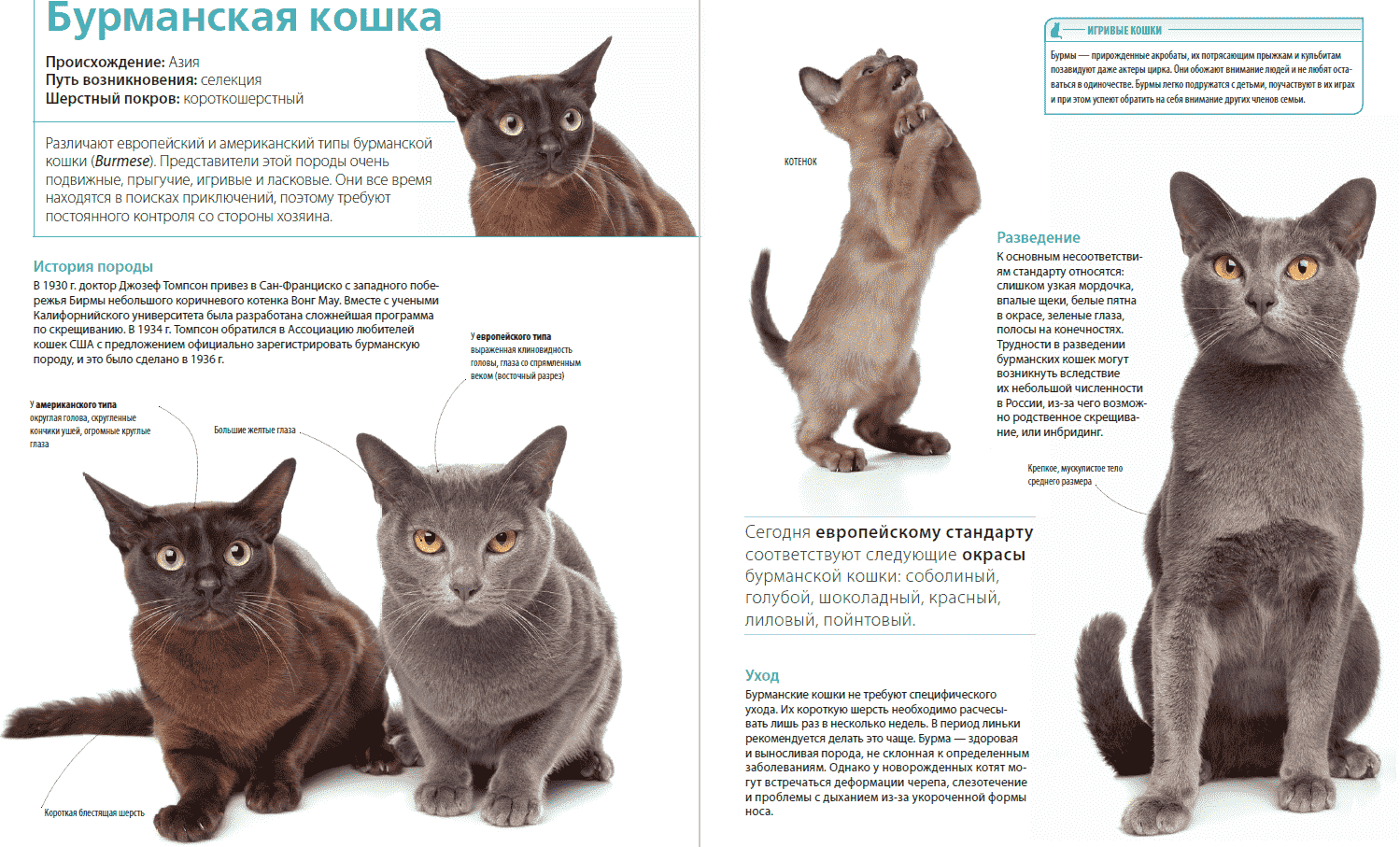 Виды и описание кошек с кисточками на ушах